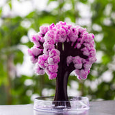 Magische Sakura - Magische Groeiende Kersenboom